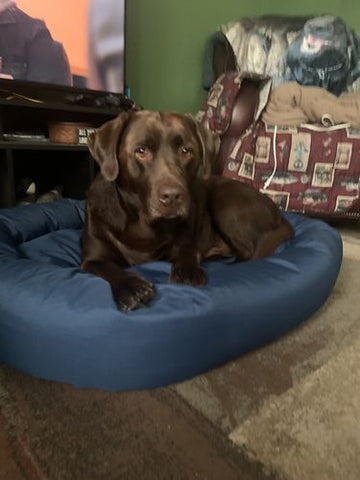 The Reversible Dog Bed