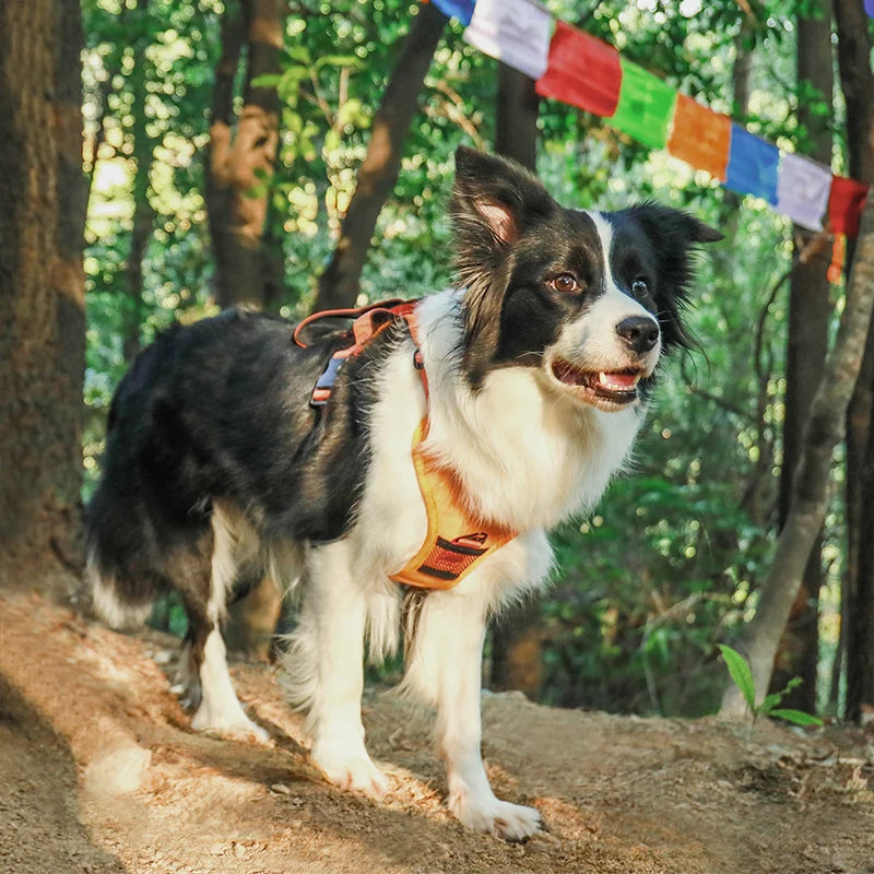 PawsFlex Harness & Leash Combo